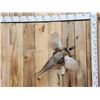 Image 1 : Ringneck Pheasant In Flight Bird Taxidermy