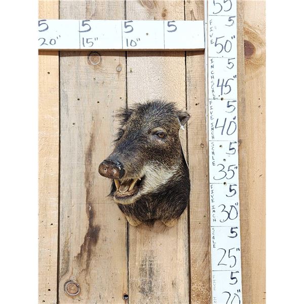White Lipped Peccary Shoulder Mount Taxidermy