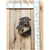 Image 1 : White Lipped Peccary Shoulder Mount Taxidermy