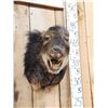 Image 2 : White Lipped Peccary Shoulder Mount Taxidermy