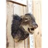 Image 3 : White Lipped Peccary Shoulder Mount Taxidermy