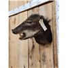 Image 4 : White Lipped Peccary Shoulder Mount Taxidermy