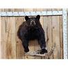 Image 1 : Black Bear Half Body Taxidermy Mount