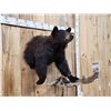 Image 2 : Black Bear Half Body Taxidermy Mount
