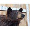 Image 3 : Black Bear Half Body Taxidermy Mount