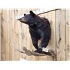 Image 4 : Black Bear Half Body Taxidermy Mount