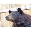 Image 5 : Black Bear Half Body Taxidermy Mount