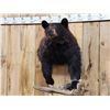 Image 6 : Black Bear Half Body Taxidermy Mount