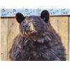 Image 7 : Black Bear Half Body Taxidermy Mount
