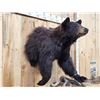 Image 8 : Black Bear Half Body Taxidermy Mount