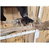 Image 9 : Black Bear Half Body Taxidermy Mount