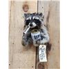 Image 2 : Naughty Raccoon Shoulder Mount Taxidermy