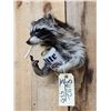 Image 3 : Naughty Raccoon Shoulder Mount Taxidermy