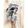 Image 4 : Naughty Raccoon Shoulder Mount Taxidermy