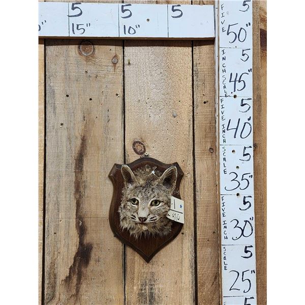 Vintage Bobcat Shoulder Mount Taxidermy