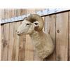 Image 3 : Woolly Ram Sheep Shoulder Mount Taxidermy