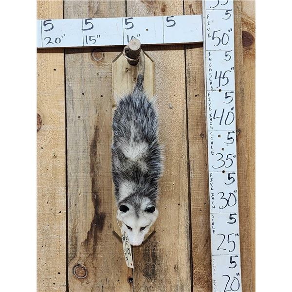 Opossum Hanging By It's Tail Taxidermy