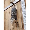 Image 3 : Opossum Hanging By It's Tail Taxidermy
