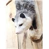 Image 4 : Opossum Hanging By It's Tail Taxidermy