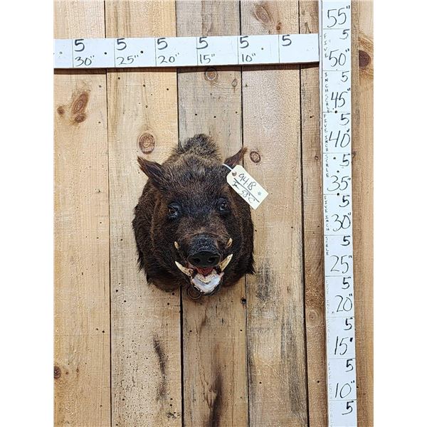 Wild Boar Hog Shoulder Mount Taxidermy