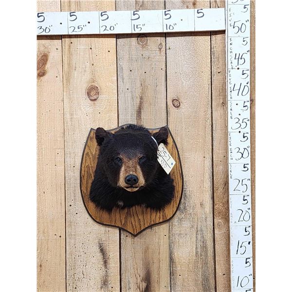Black Bear Shoulder Mount Taxidermy
