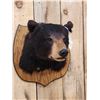 Image 2 : Black Bear Shoulder Mount Taxidermy