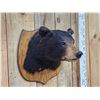 Image 3 : Black Bear Shoulder Mount Taxidermy