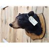 Image 4 : Black Bear Shoulder Mount Taxidermy