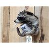 Image 3 : Naughty Raccoon Shoulder Mount Taxidermy