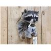 Image 4 : Naughty Raccoon Shoulder Mount Taxidermy