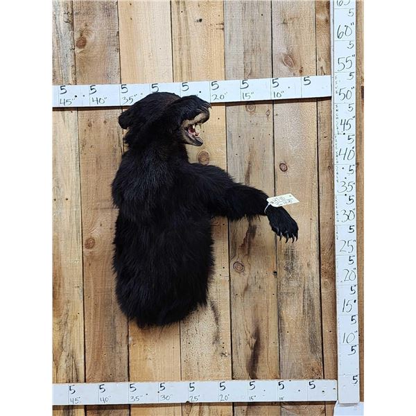 Black Bear Half Body Taxidermy Mount