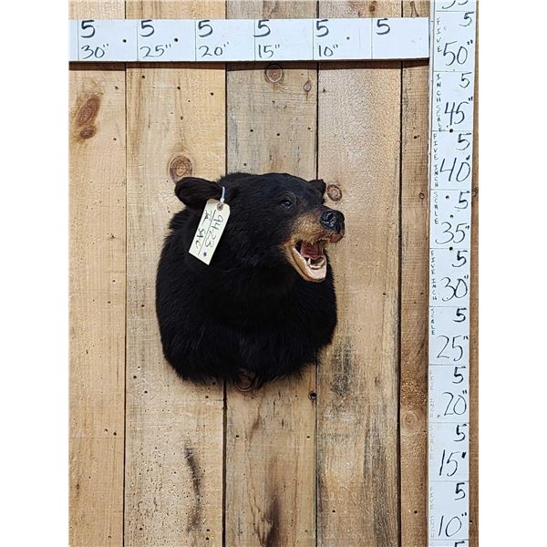 Black Bear Shoulder Mount Taxidermy