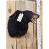 Image 2 : Black Bear Shoulder Mount Taxidermy
