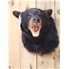 Image 3 : Black Bear Shoulder Mount Taxidermy