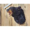 Image 4 : Black Bear Shoulder Mount Taxidermy