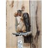 Image 3 : Bow Hunting Squirrel Taxidermy Mount