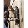 Image 4 : Bow Hunting Squirrel Taxidermy Mount