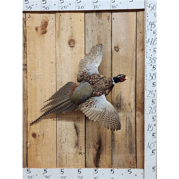 Ringneck Pheasant In Flight Bird Taxidermy