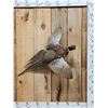 Image 1 : Ringneck Pheasant In Flight Bird Taxidermy