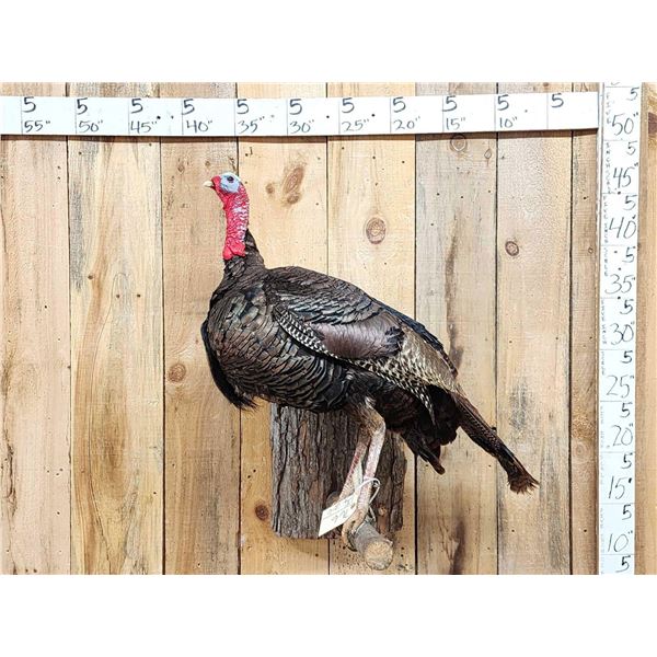 Turkey On A Limb Full Body Bird Taxidermy