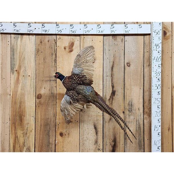 Ringneck Pheasant In Flight Bird Taxidermy