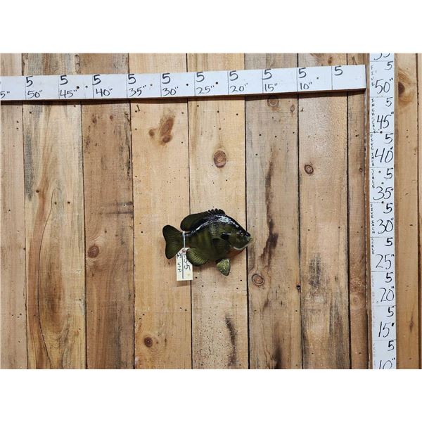 14" Bluegill Reproduction Fish Taxidermy