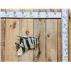 Image 1 : Vintage 14" Spadefish Real Skin Fish Taxidermy