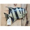 Image 2 : Vintage 14" Spadefish Real Skin Fish Taxidermy