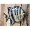Image 3 : Vintage 14" Spadefish Real Skin Fish Taxidermy