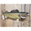 Image 2 : 31" Walleye Real Skin Fish Taxidermy