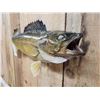 Image 3 : 31" Walleye Real Skin Fish Taxidermy