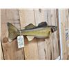 Image 4 : 31" Walleye Real Skin Fish Taxidermy