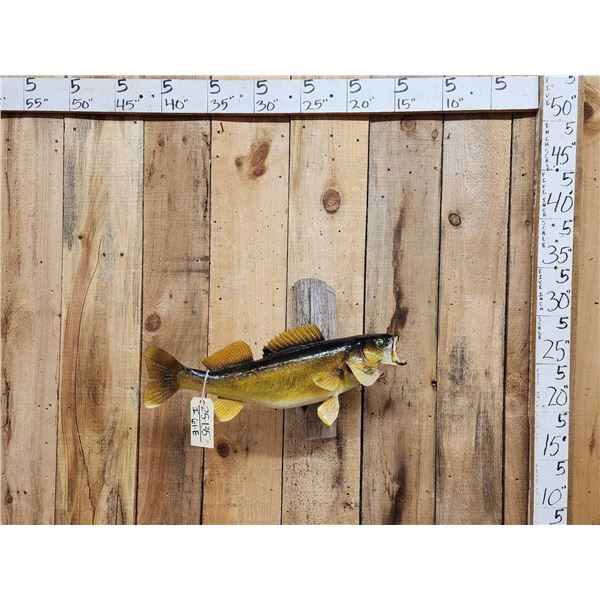 26" Walleye Real Skin Fish Taxidermy