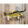Image 2 : 26" Walleye Real Skin Fish Taxidermy